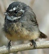 Grey Fantail