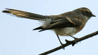 Grey Fantail