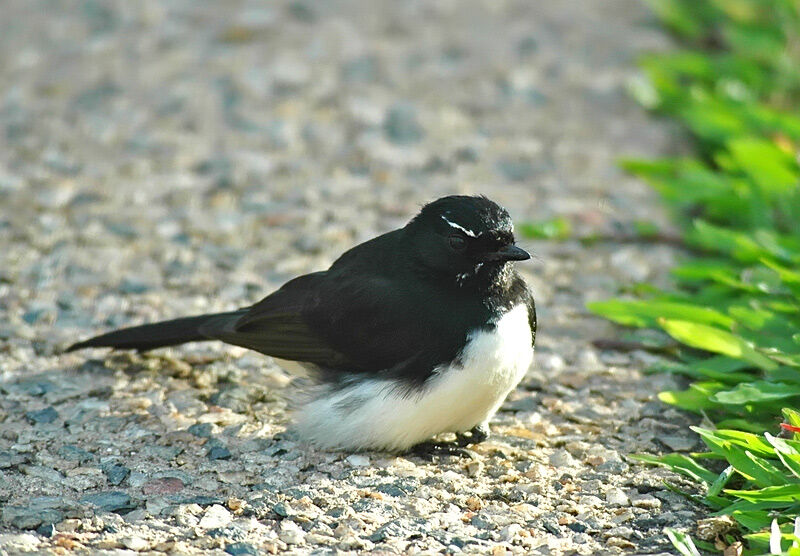 Willie Wagtail