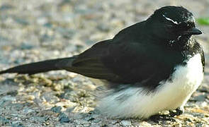 Willie Wagtail