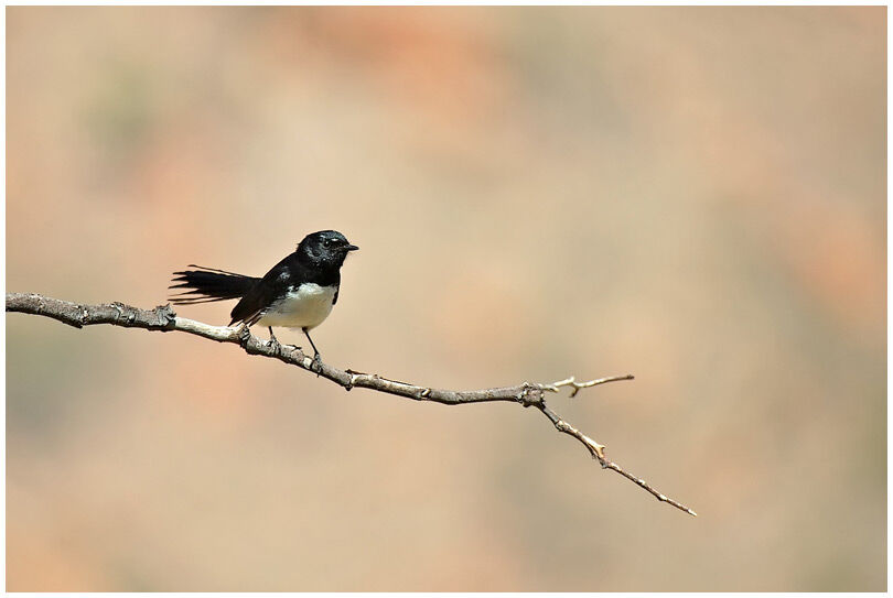 Willie Wagtail