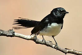 Willie Wagtail