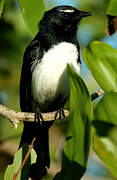 Willie Wagtail