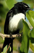 Willie Wagtail