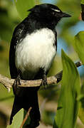 Willie Wagtail