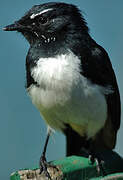 Willie Wagtail