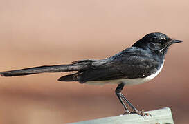 Willie Wagtail