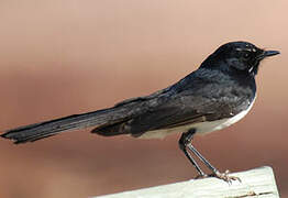 Willie Wagtail