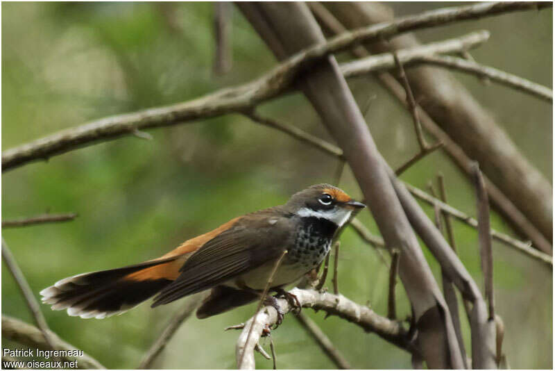 Rufous Fantailadult, identification