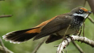 Rufous Fantail