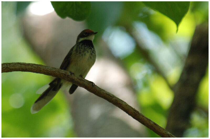 Australian Rufous Fantailadult