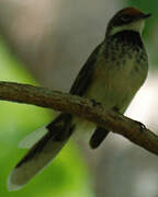 Rufous Fantail