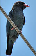 Oriental Dollarbird