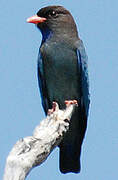 Oriental Dollarbird