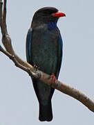 Oriental Dollarbird