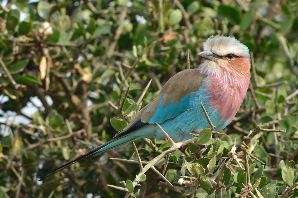 Lilac-breasted Rolleradult