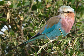 Lilac-breasted Roller