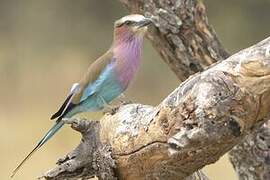 Lilac-breasted Roller