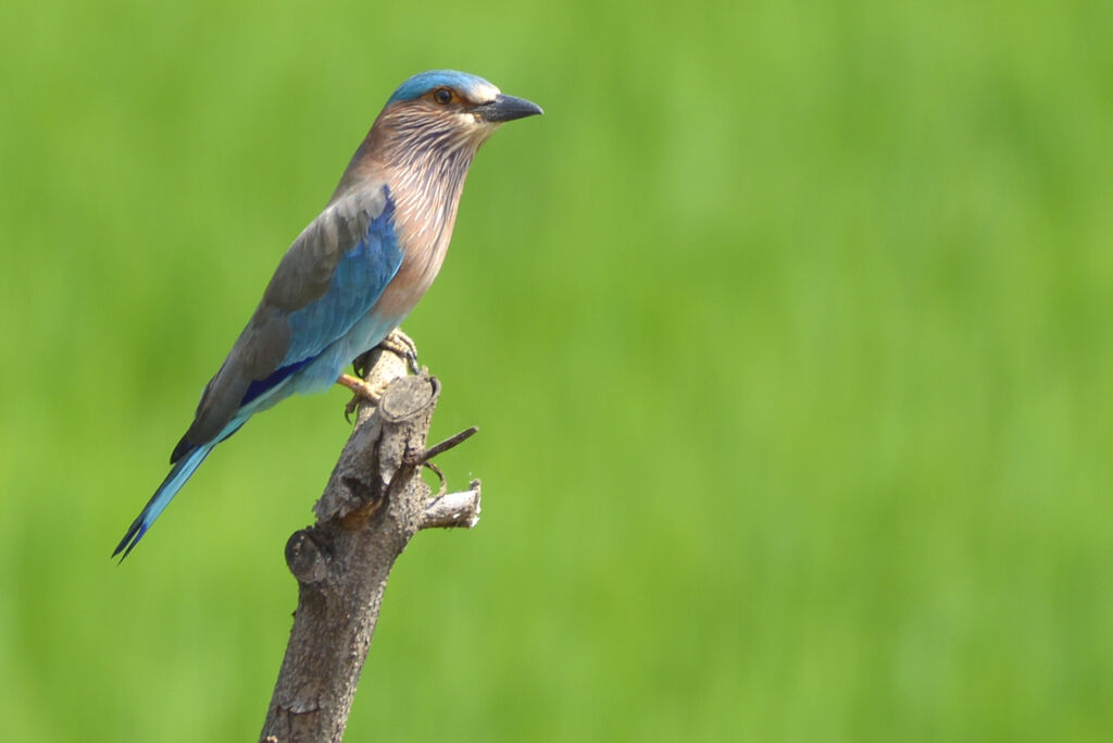 Indian Rolleradult