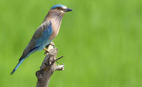 Indian Roller