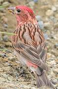 Cassin's Finch