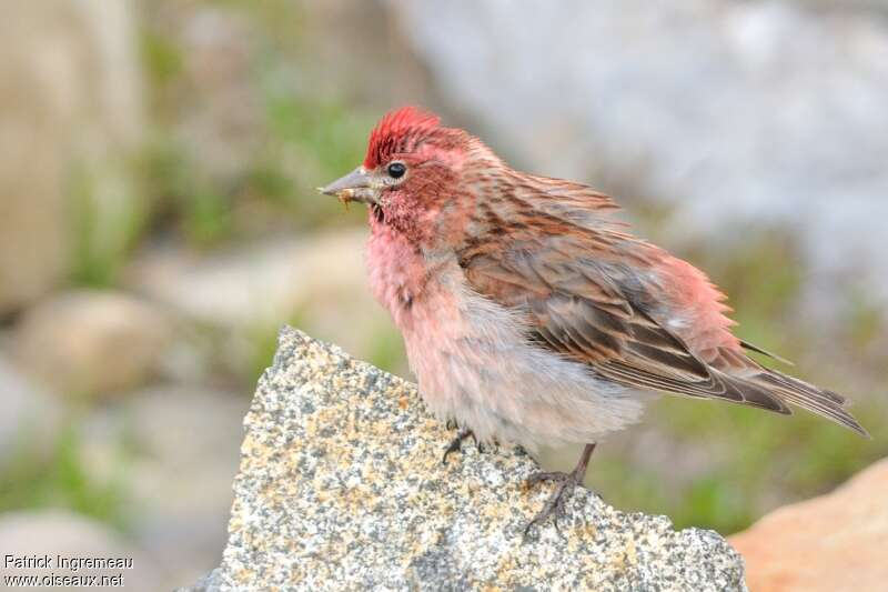 Cassin's Finch male adult, Behaviour