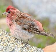 Cassin's Finch