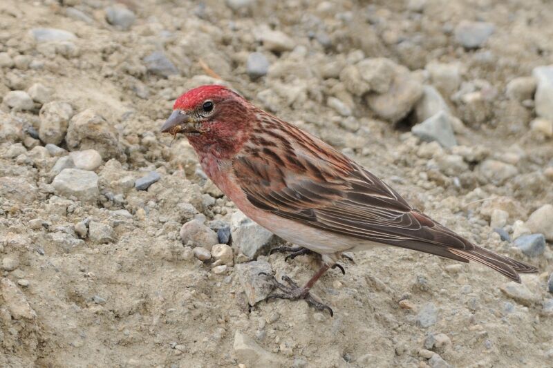 Cassin's Finch male adult