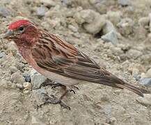 Cassin's Finch