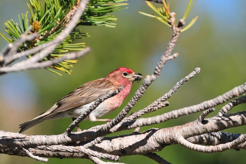 Cassin's Finch male adult