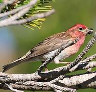 Cassin's Finch