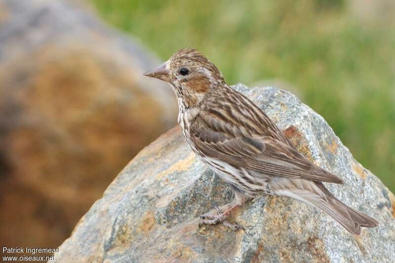 Roselin de Cassin femelle adulte, identification