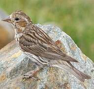 Cassin's Finch