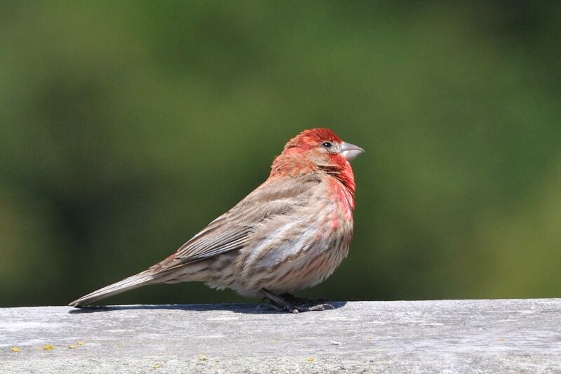 House Finch male adult