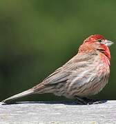 House Finch