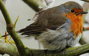 European Robin