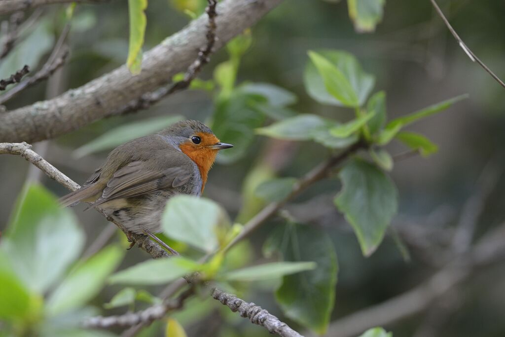 European Robin