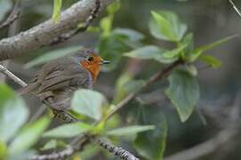 European Robin