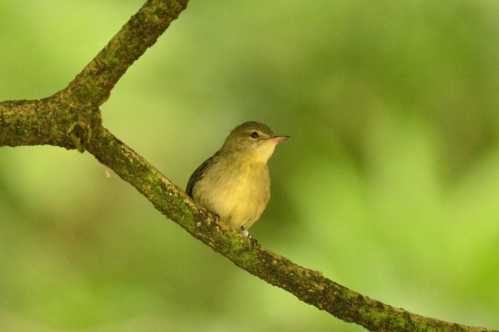 Seychelles Warbleradult