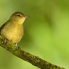 Rousserolle des Seychelles