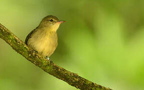 Seychelles Warbler