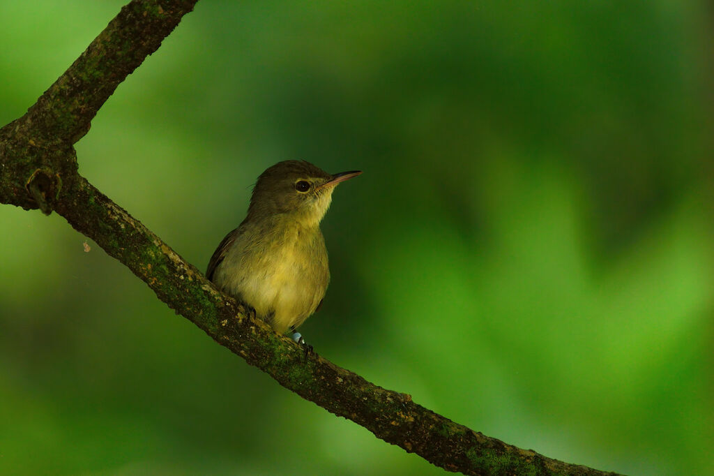 Seychelles Warbleradult