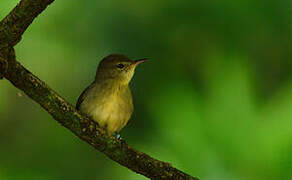 Seychelles Warbler