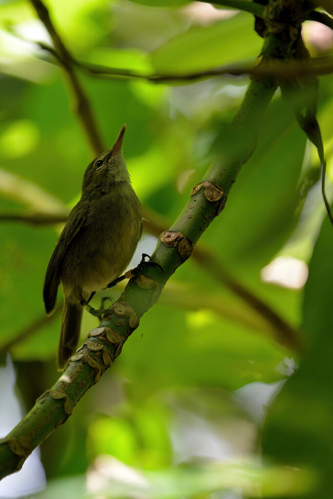 Seychelles Warbler