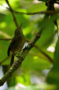 Seychelles Warbler