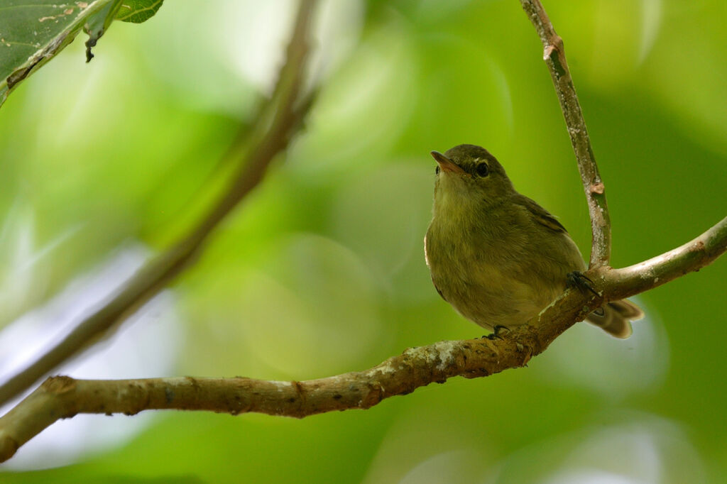 Seychelles Warbler