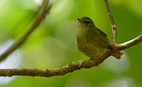 Seychelles Warbler