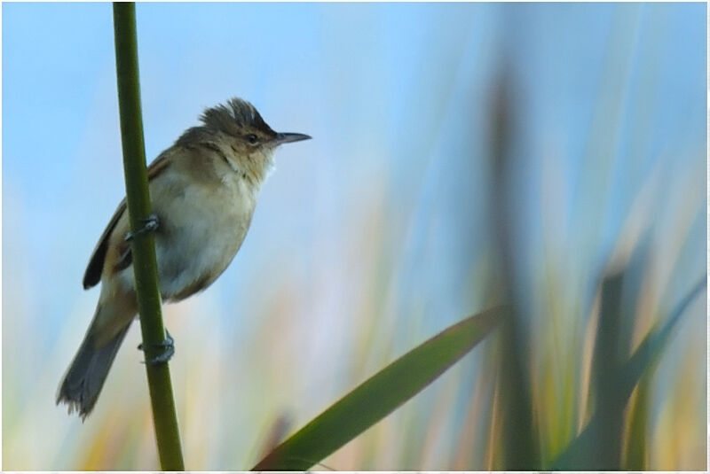 Clamorous Reed Warbleradult