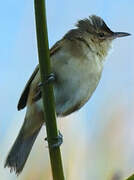 Clamorous Reed Warbler