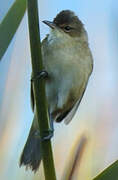 Clamorous Reed Warbler